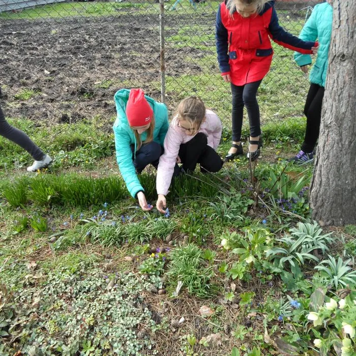 Акция «Первоцветы».